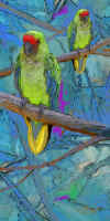 parot2.jpg (33396 bytes)
